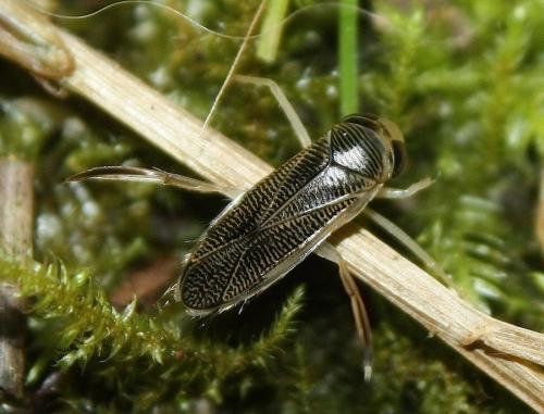 Sigara sp.